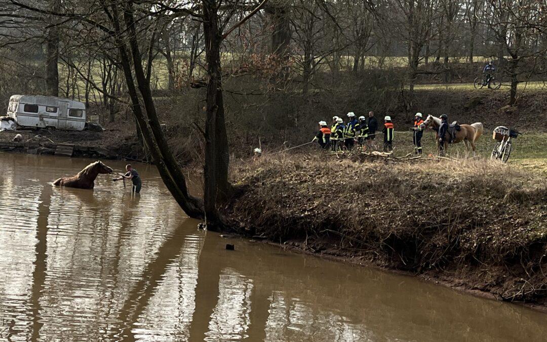 Großtierrettung Pferd in Weiher